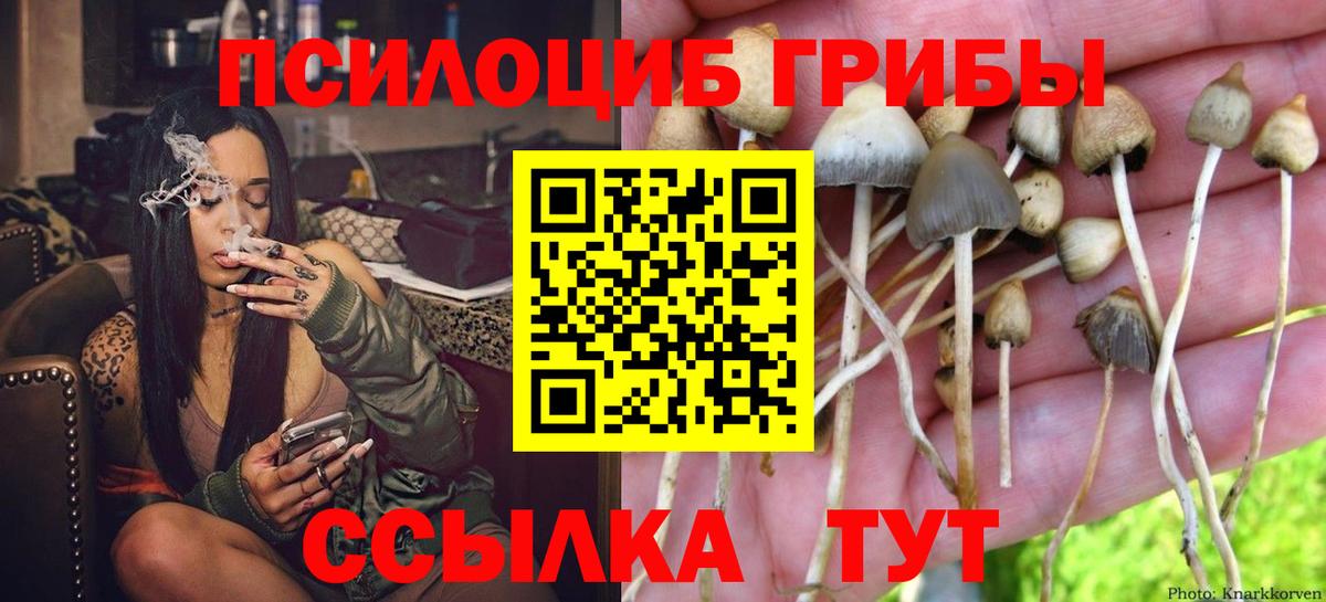где можно купить наркотик  Вход с VPN  Туймазы  Псилоцибиновые грибы Psilocybe 